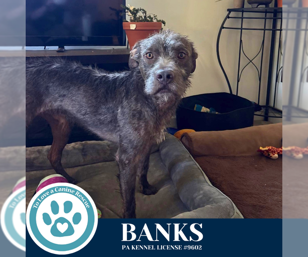 Medium Photo #9 American Pit Bull Terrier-Unknown Mix Puppy For Sale in Kimberton, PA, USA