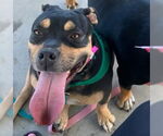 Small #1 American Pit Bull Terrier Mix