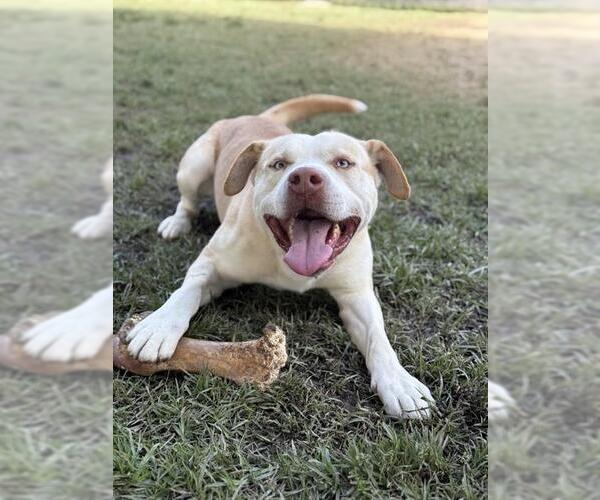 Medium Photo #2 Mutt Puppy For Sale in Riverside, CA, USA