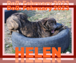 Small Photo #2 Plott Hound-Retriever  Mix Puppy For Sale in Sebec, ME, USA