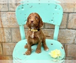 Small Photo #5 Irish Doodle Puppy For Sale in BREMERTON, WA, USA