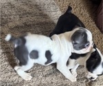 Small #2 Faux Frenchbo Bulldog