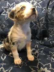 Australian Shepherd-Beagle Mix Puppy for sale in ROSHARON, TX, USA