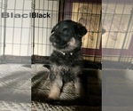 Small Photo #4 German Shepherd Dog Puppy For Sale in SUMPTER TWP, MI, USA