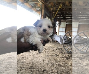 Morkie-Shih Tzu Mix Puppy for sale in MELROSE, WI, USA
