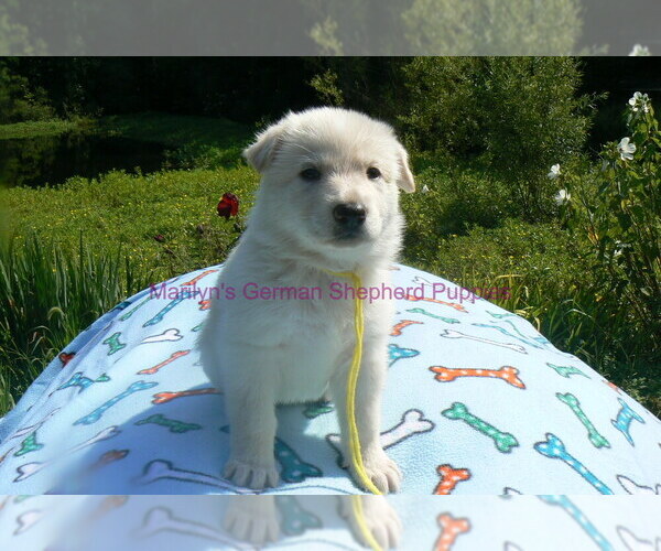 Medium Photo #6 German Shepherd Dog Puppy For Sale in PIEDMONT, MO, USA