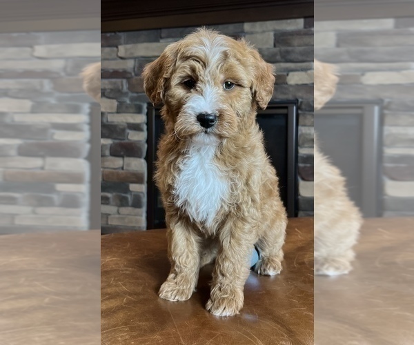 Medium Photo #1 Goldendoodle Puppy For Sale in NOBLESVILLE, IN, USA