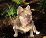 Small Photo #1 French Bulldog Puppy For Sale in HANCEVILLE, AL, USA