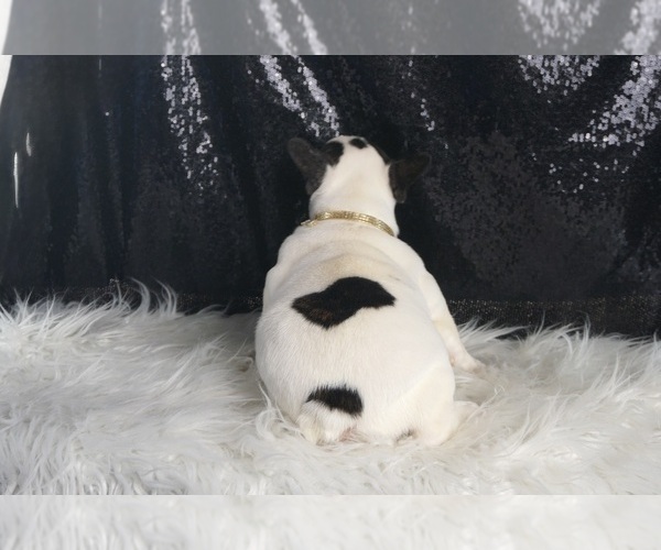 Medium Photo #64 French Bulldog Puppy For Sale in WARSAW, IN, USA