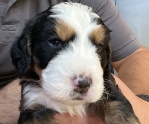 Bernedoodle-Bernese Mountain Dog Mix Puppy for sale in ERIE, CO, USA
