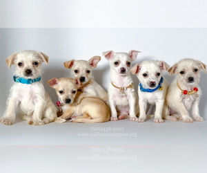 Chihuahua Puppy for sale in BREA, CA, USA