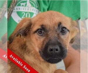 German Shepherd Dog-Unknown Mix Dogs for adoption in Huntley, IL, USA