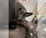 Small Holland Shepherd Mix