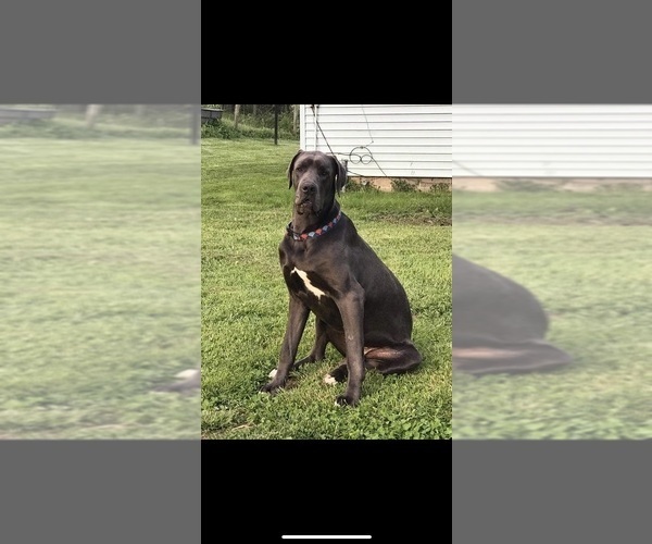 Medium Photo #1 Great Dane Puppy For Sale in PATRIOT, OH, USA