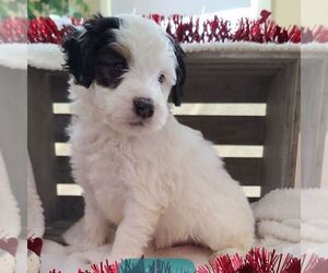 Bernedoodle-Poodle (Miniature) Mix Puppy for sale in FORT PLAIN, NY, USA
