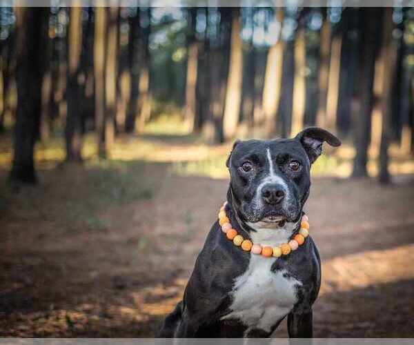 Medium Photo #14 American Pit Bull Terrier-Labrador Retriever Mix Puppy For Sale in Brewster, NY, USA