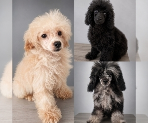 Poodle (Toy) Puppy for sale in PALM BAY, FL, USA