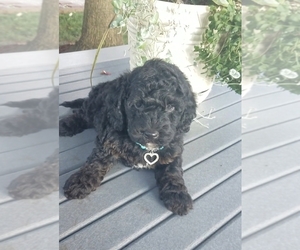 Goldendoodle-Poodle (Miniature) Mix Puppy for sale in ODON, IN, USA