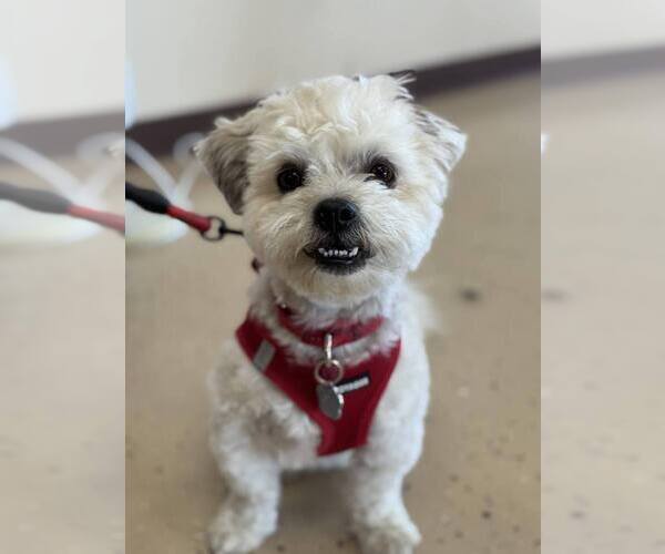Medium Photo #5 Mal-Shi Puppy For Sale in Mundelein, IL, USA