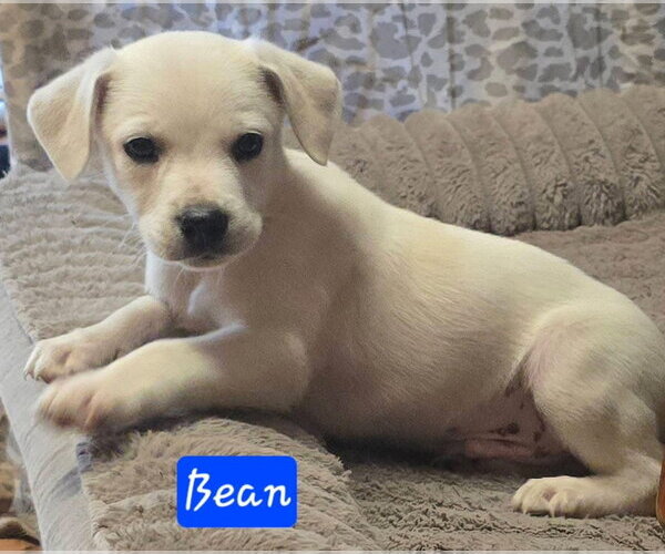 Medium Photo #2 Cheagle Puppy For Sale in Alexander, AR, USA
