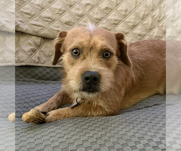 Medium Photo #1 Mutt Puppy For Sale in Spring Lake, NC, USA