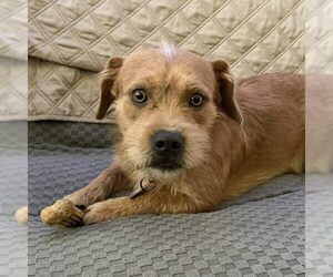 Mutt Dogs for adoption in Spring Lake, NC, USA