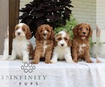Small #1 Cavapoo (Miniature)