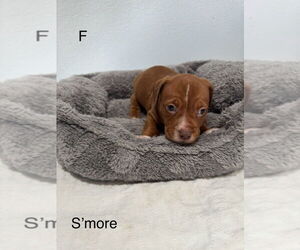American Pit Bull Terrier-Miniature Schnauzer Mix Dogs for adoption in Oak Bluffs, MA, USA