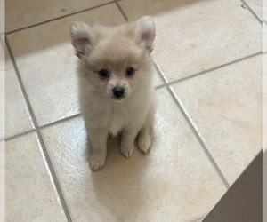 Pomeranian Puppy for sale in CEDAR HILL, TX, USA