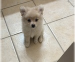 Small Pomeranian