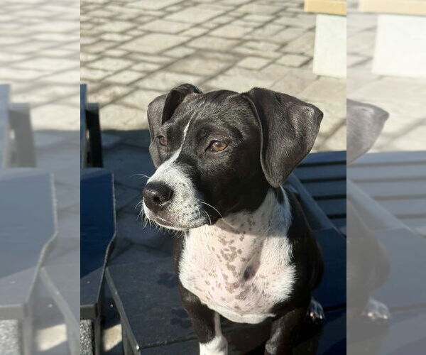 Medium Photo #3 Beagle-Unknown Mix Puppy For Sale in Dana Point, CA, USA