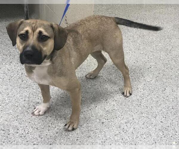 Medium Photo #1 Labrador Retriever-Unknown Mix Puppy For Sale in Conroe, TX, USA