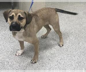Labrador Retriever-Unknown Mix Dogs for adoption in Conroe, TX, USA