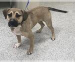 Small Labrador Retriever Mix