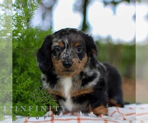 Dachshund Puppy for sale in EAST EARL, PA, USA