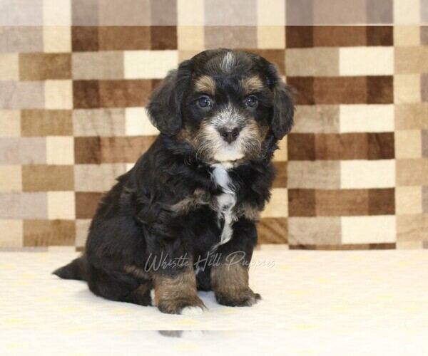Medium Photo #3 Miniature Bernedoodle Puppy For Sale in DENVER, PA, USA