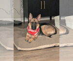 Small #3 German Shepherd Dog