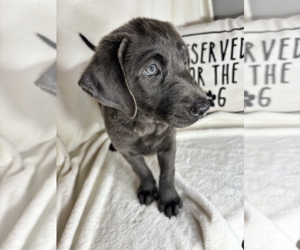 Medium Photo #4 Labrador Retriever Puppy For Sale in GREENFIELD, IN, USA