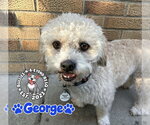 Small Photo #3 Mutt Puppy For Sale in Omaha, NE, USA