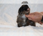 Small #12 ShihPoo