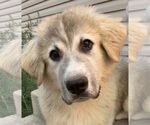 Small #5 Great Pyrenees