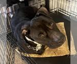Small American Staffordshire Terrier