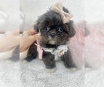 Small #3 Shih Tzu