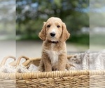 Small Photo #3 Goldendoodle Puppy For Sale in SAN ANTONIO, TX, USA