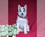 Small Photo #1 Pomsky Puppy For Sale in CHRISTIANA, PA, USA