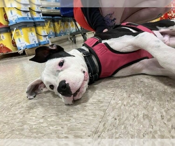 Medium Photo #4 Bulloxer Puppy For Sale in Wenonah, NJ, USA