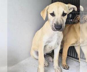 Labrador Retriever Dogs for adoption in Houston, TX, USA