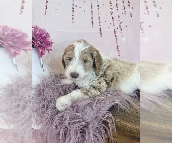 Medium Photo #53 Aussie-Poo-Goldendoodle Mix Puppy For Sale in COMMERCE, MI, USA