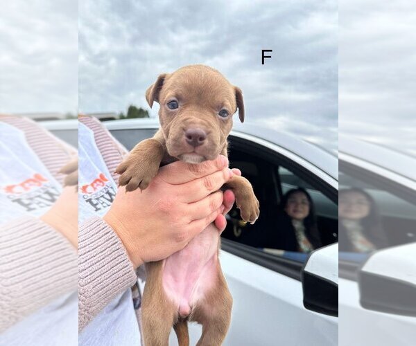 Medium Photo #1 Mutt Puppy For Sale in San Angelo, TX, USA