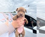 Small Photo #1 Mutt Puppy For Sale in San Angelo, TX, USA